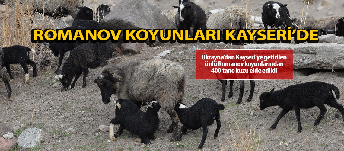 Ünlü Romanov koyunları Kayseri’de