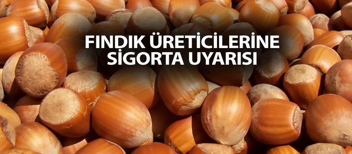 Fındık üreticilerine sigorta uyarısı