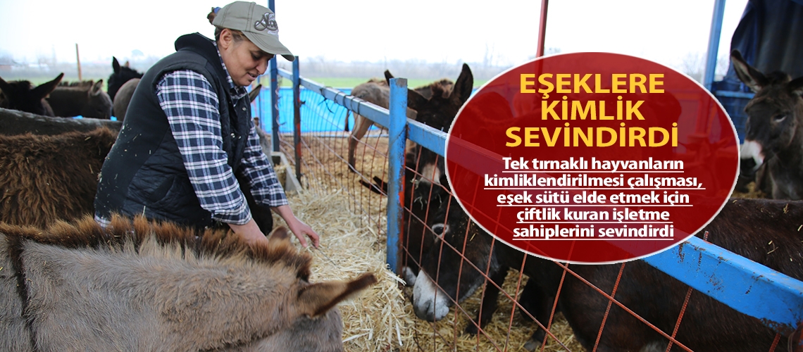 Eşeklere kimlik sevindirdi