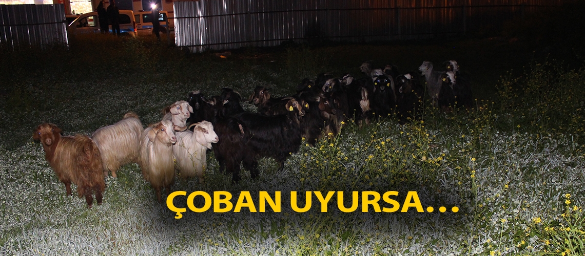 Çoban uyursa…