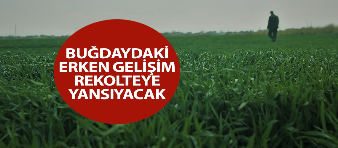 Buğdaydaki erken gelişim rekolteye yansıyacak