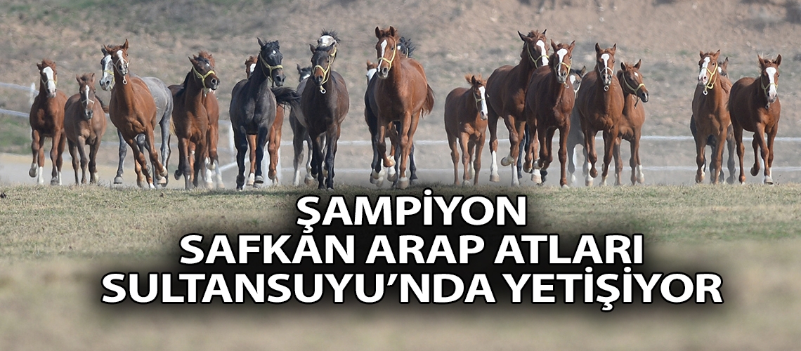 Şampiyon safkan Arap atları Sultansuyu’nda yetişiyor