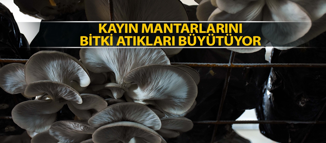 Kayın mantarlarını bitki atıkları büyütüyor