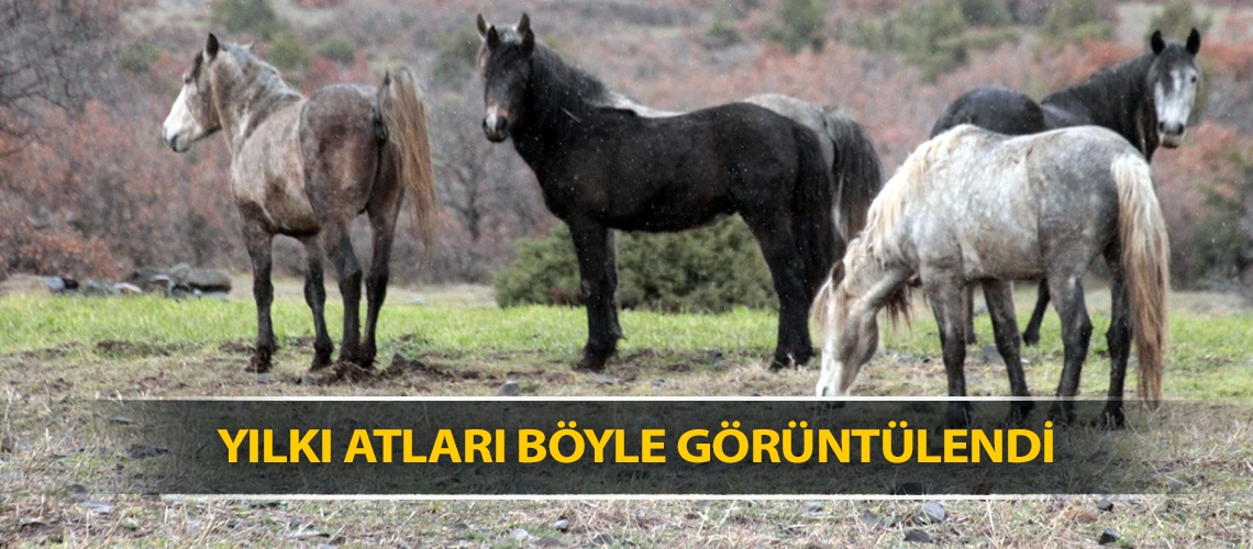 Yılkı atları böyle görüntülendi