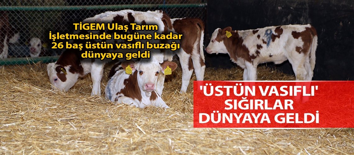 'Üstün vasıflı' sığırlar dünyaya geldi