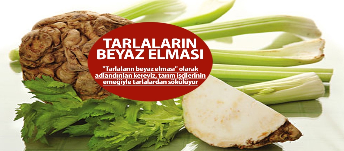 Tarlaların beyaz elması