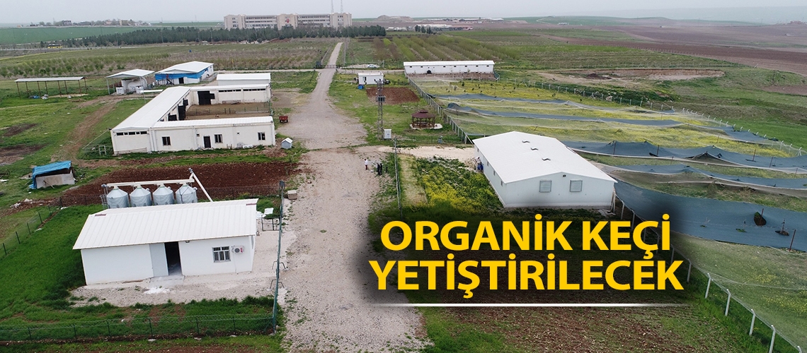 Organik keçi yetiştirilecek