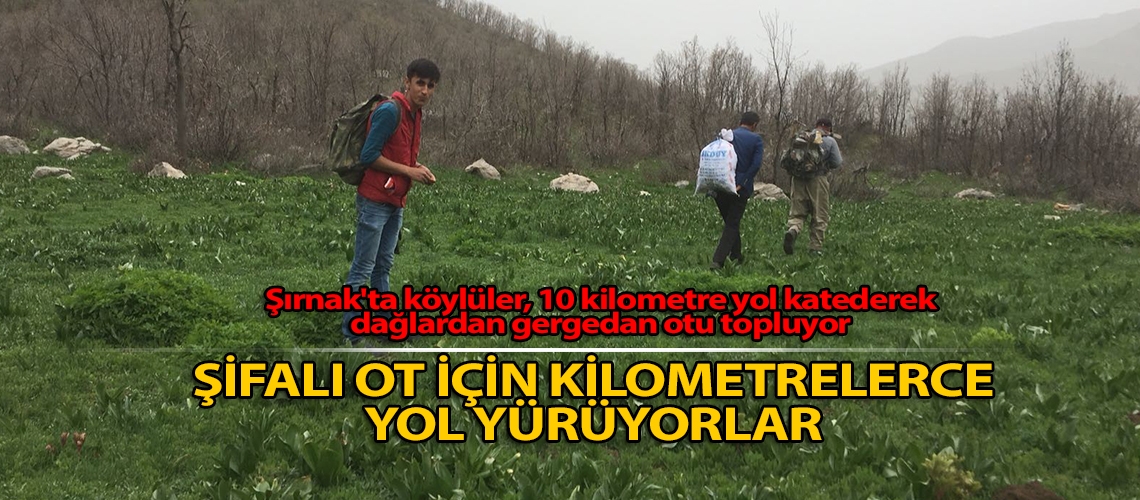 Şifalı ot için kilometrelerce yol yürüyorlar