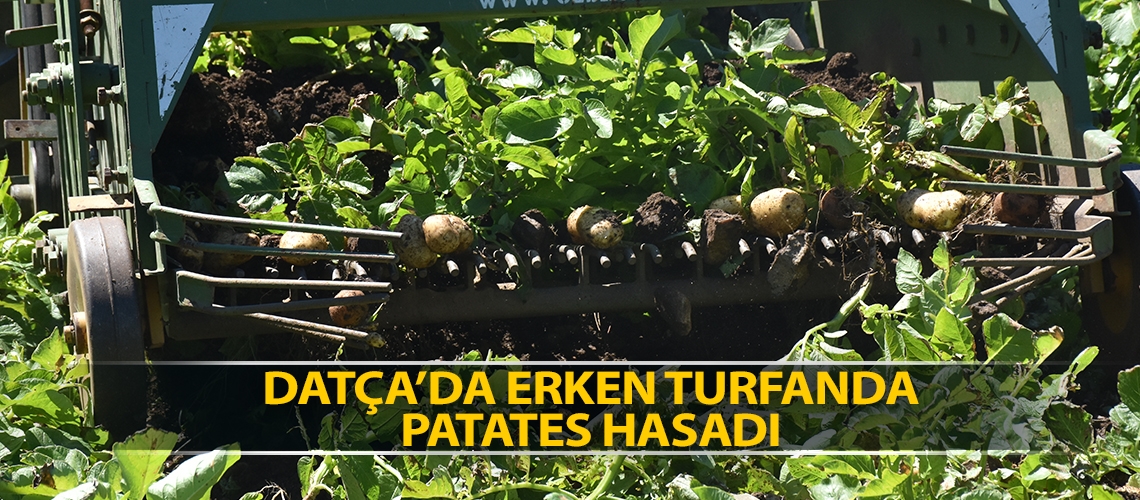 Datça’da erken turfanda patates hasadı