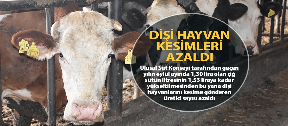 Dişi hayvan kesimleri azaldı