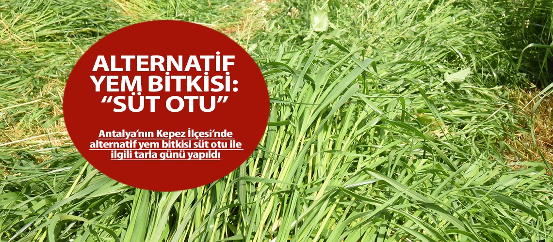 Alternatif yem bitkisi: Süt otu