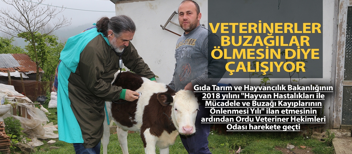 Veterinerler buzağılar ölmesin diye çalışıyor