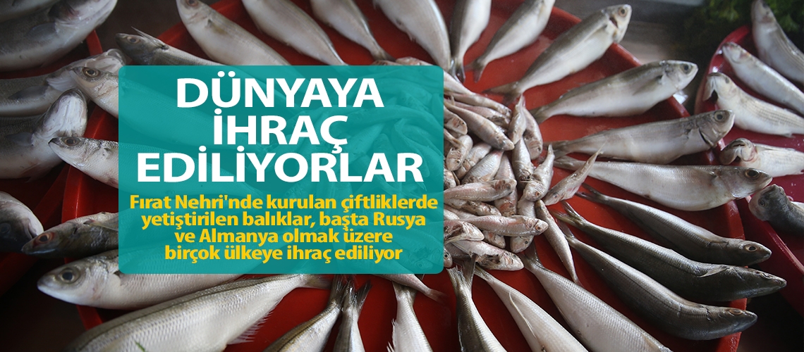 Fırat’ın balıkları dünyaya ihraç ediliyor