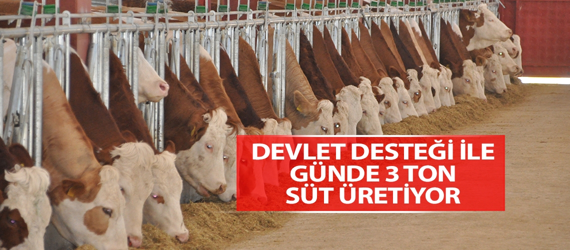 Devlet desteği ile günde 3 ton süt üretiyor