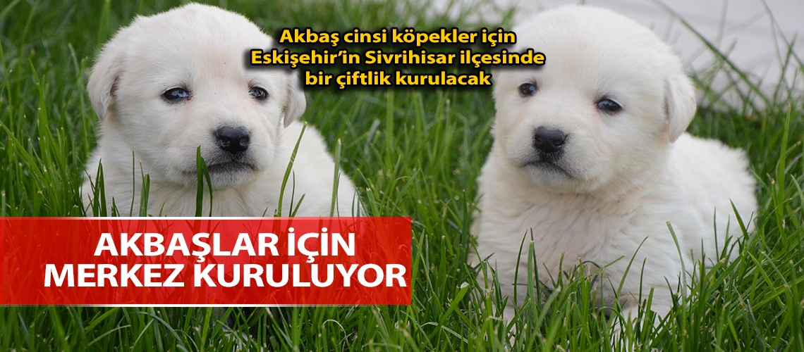 Akbaşlar için merkez kuruluyor