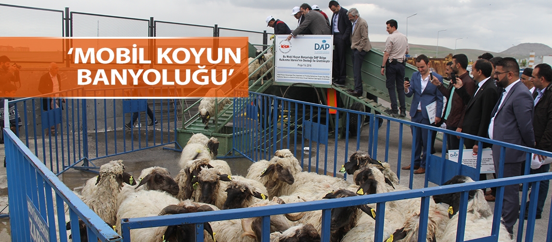 ‘Mobil koyun banyoluğu’