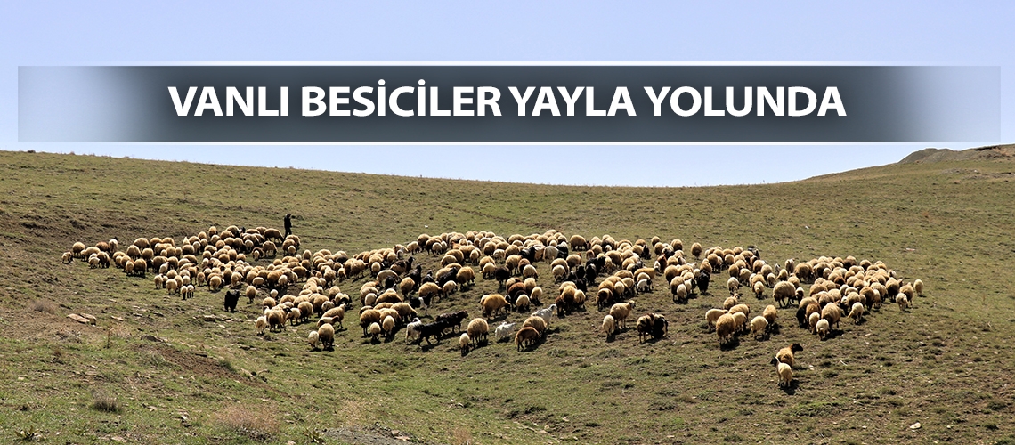 Vanlı besiciler yayla yolunda