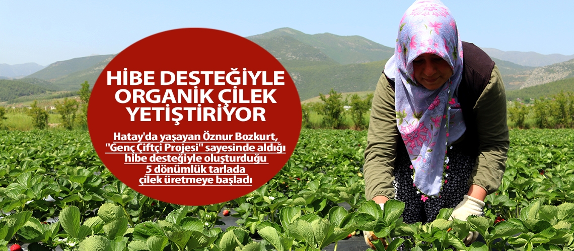 Hibe desteğiyle organik çilek yetiştiriyor