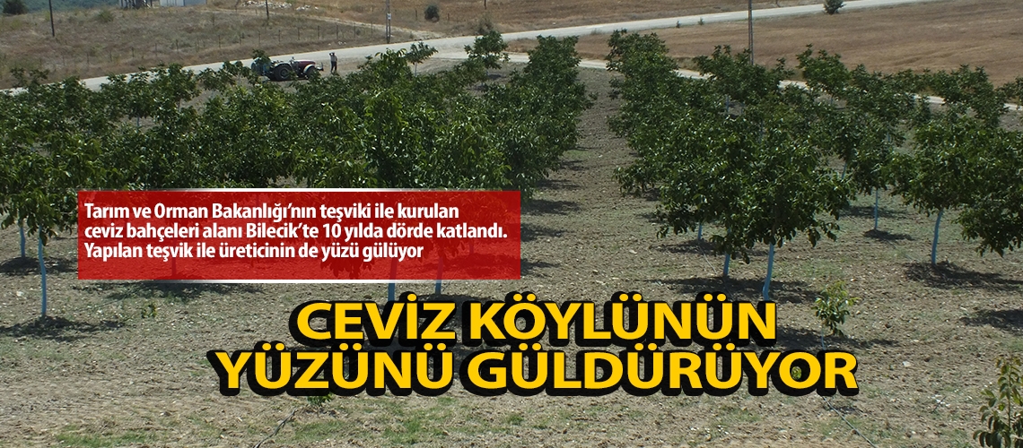 Ceviz köylünün yüzünü güldürüyor