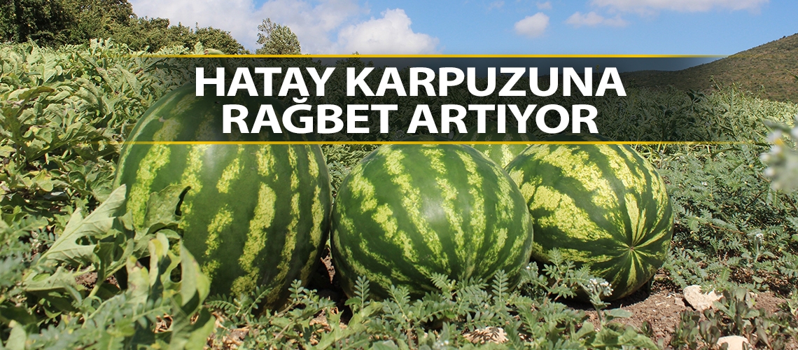 Hatay karpuzuna rağbet artıyor