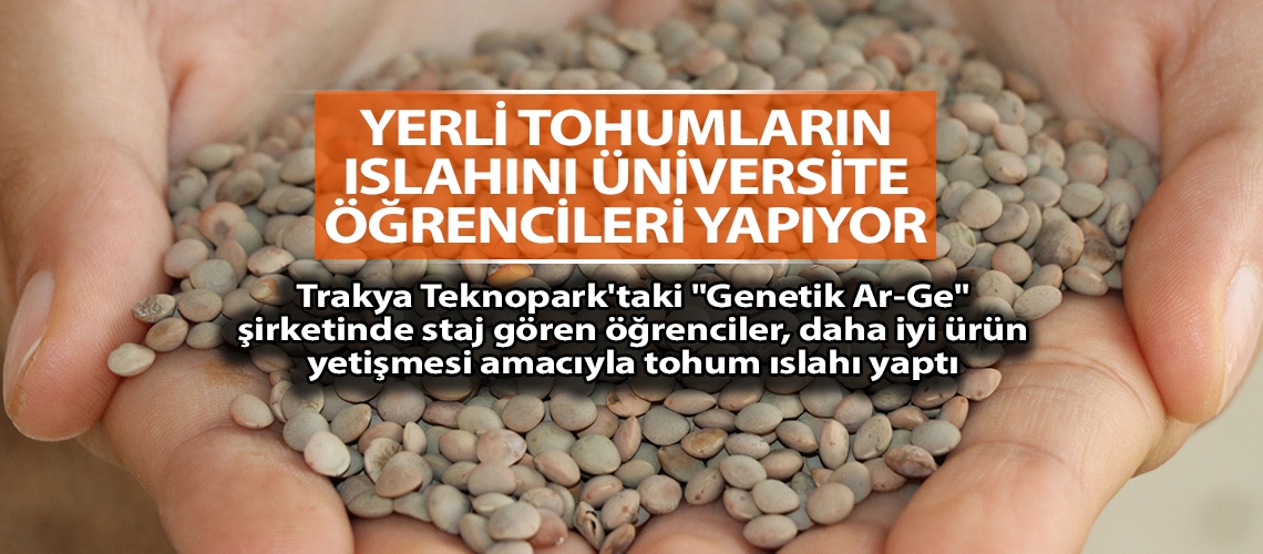 Yerli tohumların ıslahını üniversite öğrencileri yapıyor