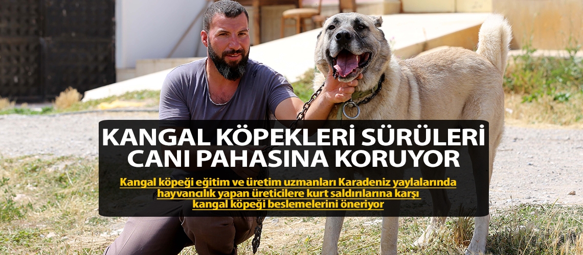 Kangal köpekleri sürüleri canı pahasına koruyor