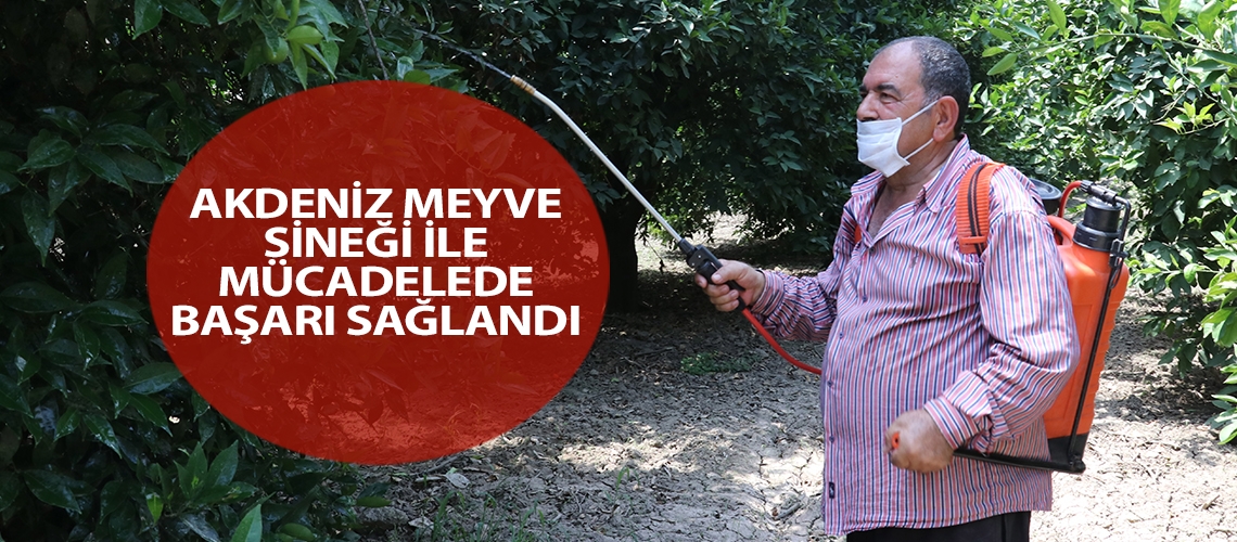 Akdeniz meyve sineği ile mücadelede başarı sağlandı