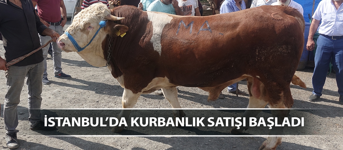 İstanbul’da kurbanlık satışı başladı