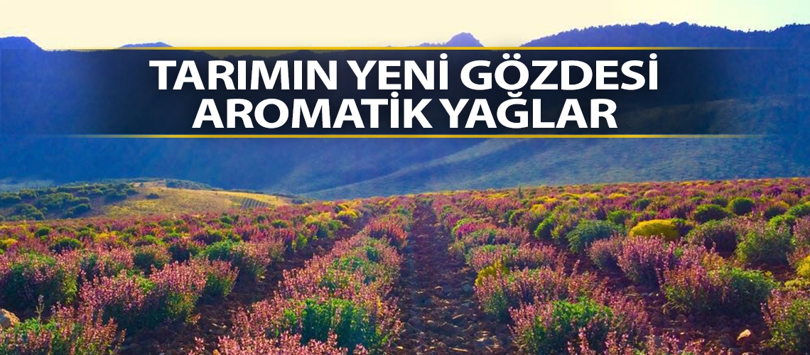 Tarımın yeni gözdesi aromatik yağlar