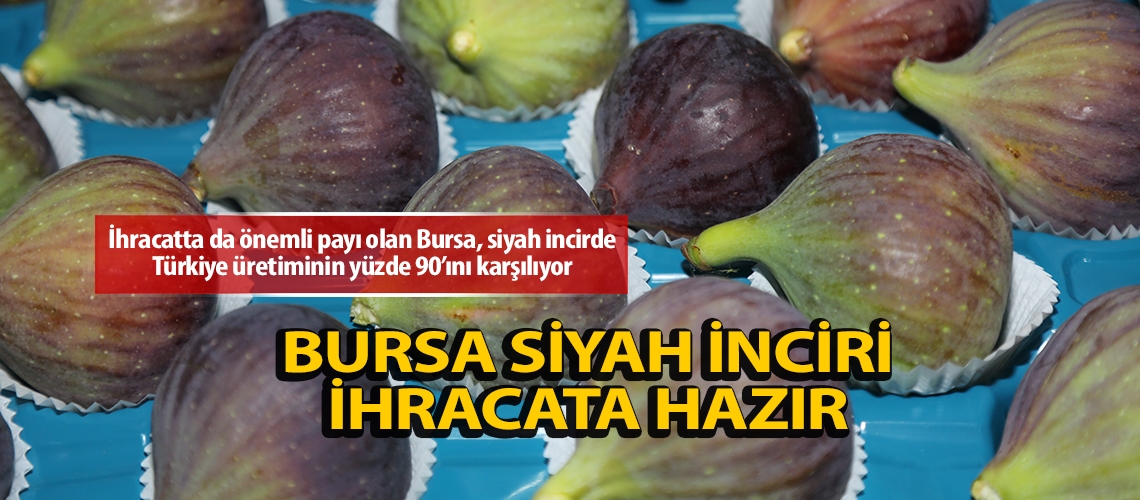 Bursa siyah inciri ihracata hazır