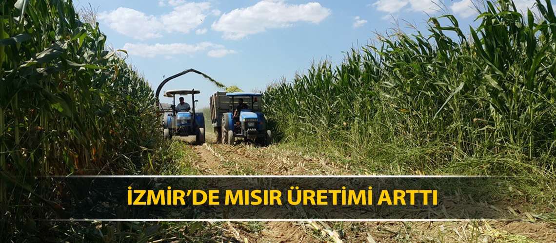 İzmir’de mısır üretimi arttı