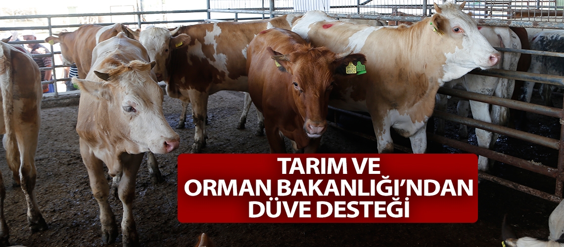 Tarım ve Orman Bakanlığı’ndan düve desteği