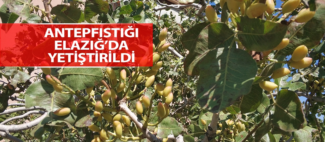 Antepfıstığı Elazığ’da yetiştirildi