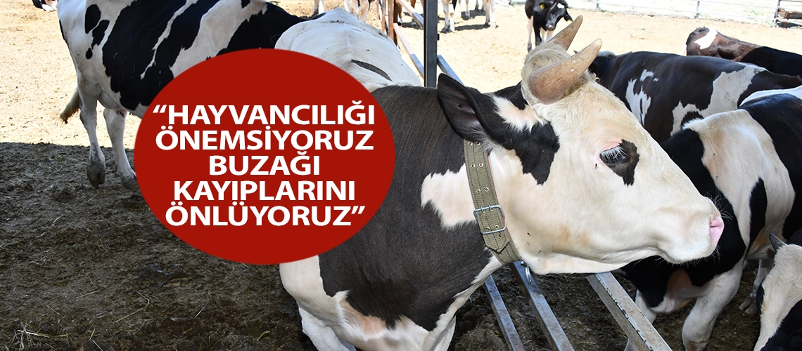 “Hayvancılığı önemsiyoruz buzağı kayıplarını önlüyoruz”