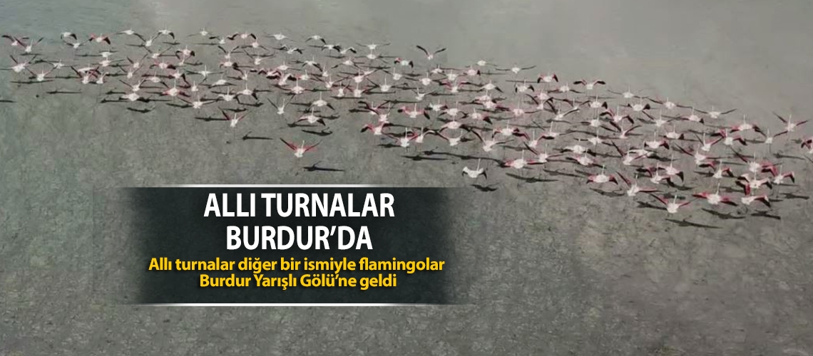 Allı turnalar Burdur’da