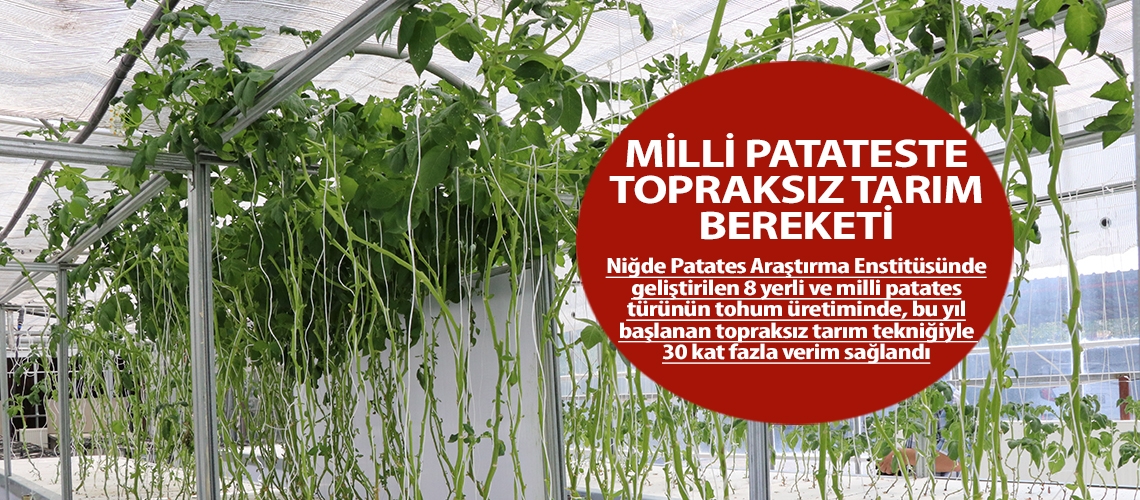 Milli patateste topraksız tarım bereketi