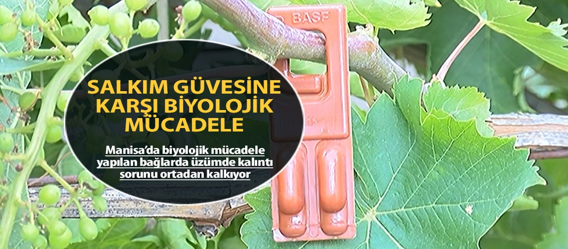 Salkım güvesine karşı biyolojik mücadele