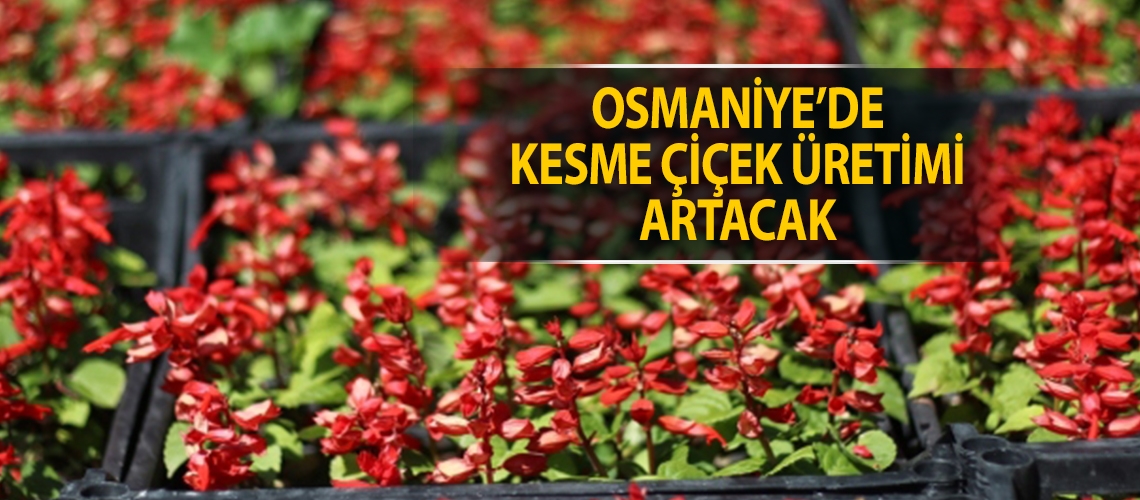 Osmaniye’de kesme çiçek üretimi artacak