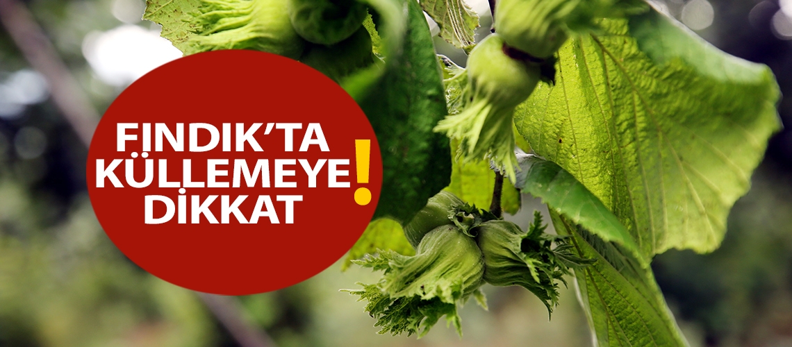 Fındık’ta küllemeye dikkat