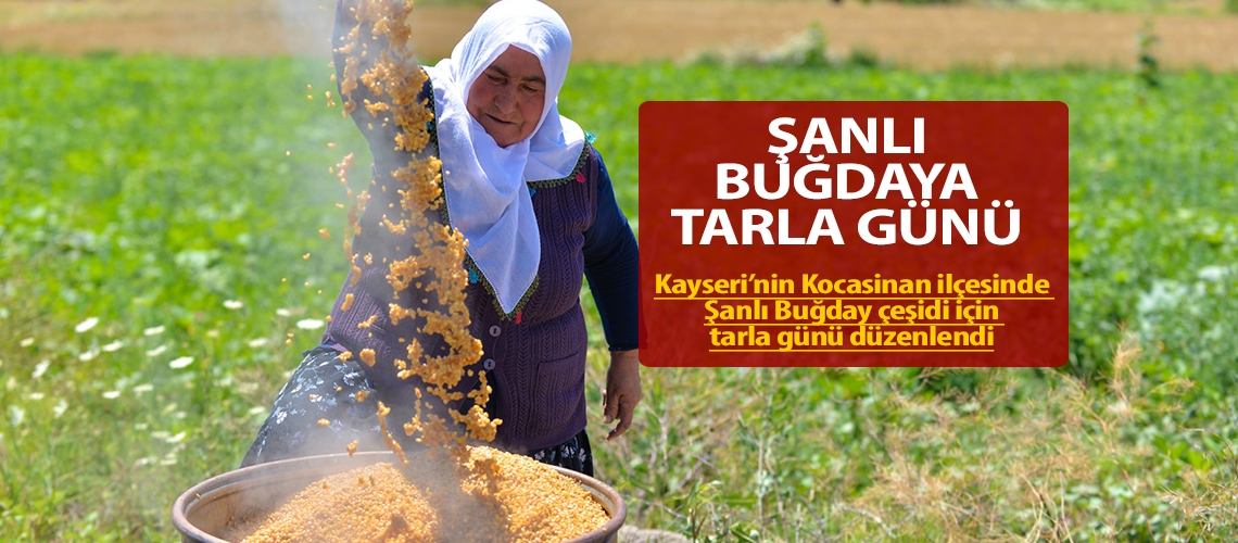 Şanlı buğdaya tarla günü