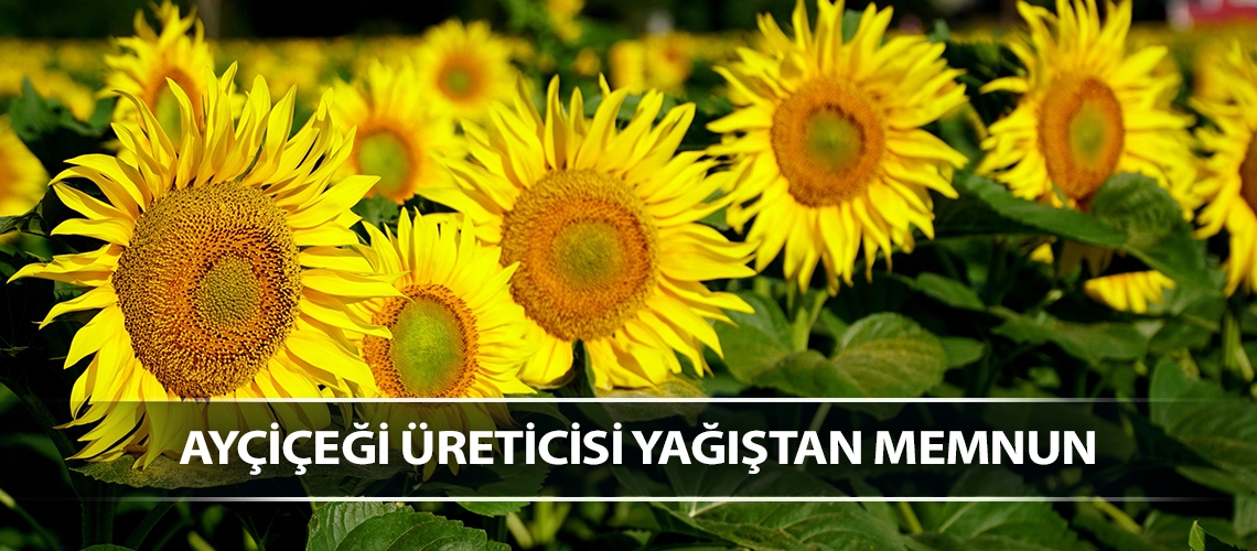 Ayçiçeği üreticisi yağıştan memnun