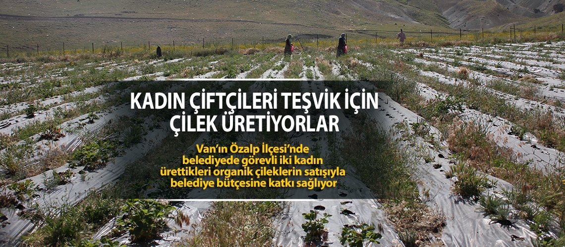 Kadın çiftçileri teşvik için çilek üretiyorlar