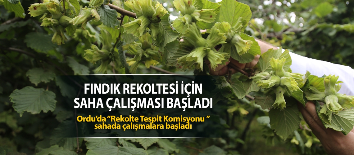 Fındık rekoltesi için saha çalışması başladı