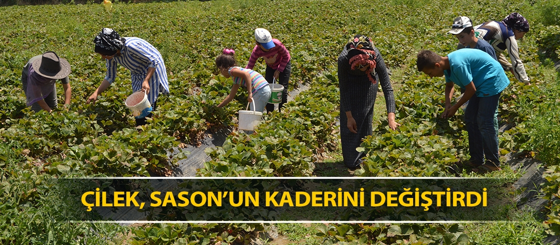 Çilek, Sason’un kaderini değiştirdi