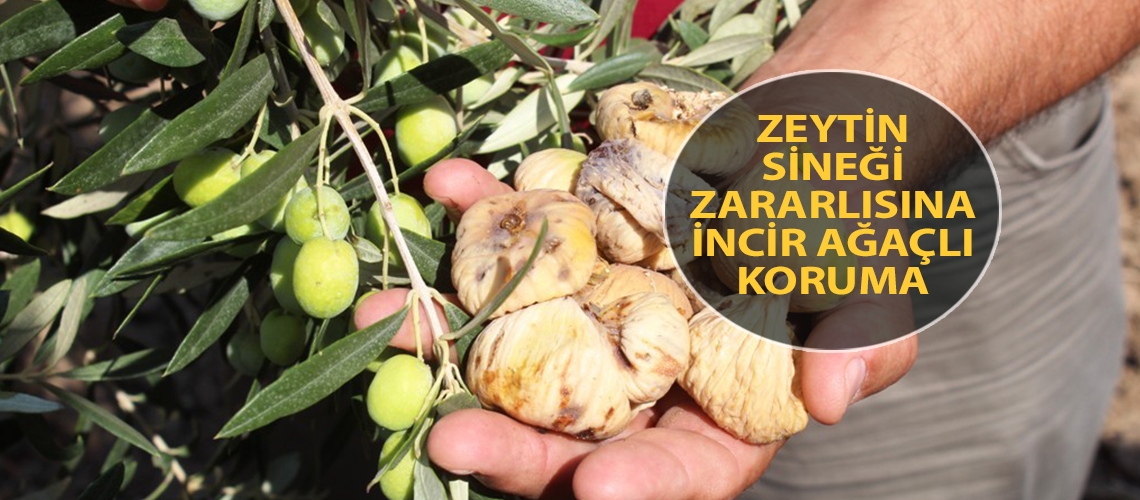 Zeytin sineği zararlısına incir ağaçlı koruma