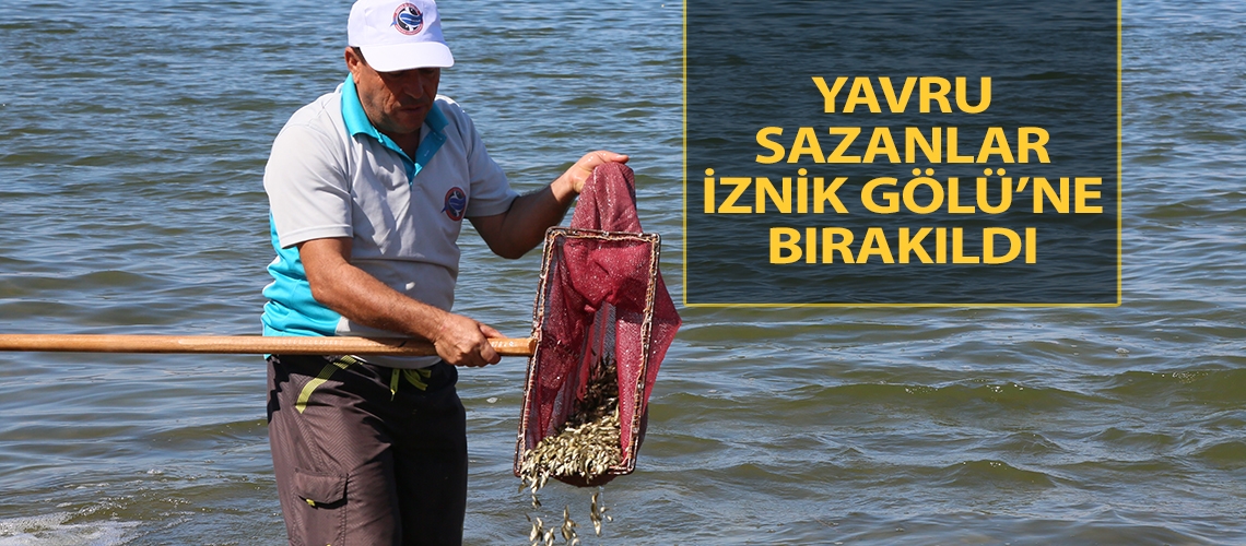 Yavru sazanlar İznik Gölü’ne bırakıldı