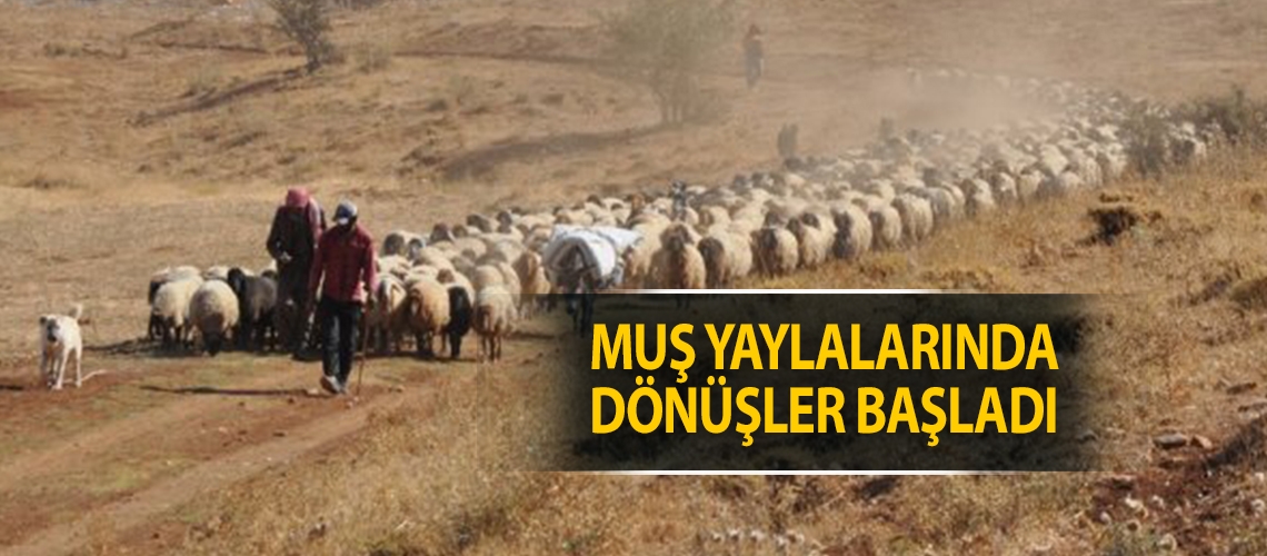 Muş yaylalarında dönüşler başladı