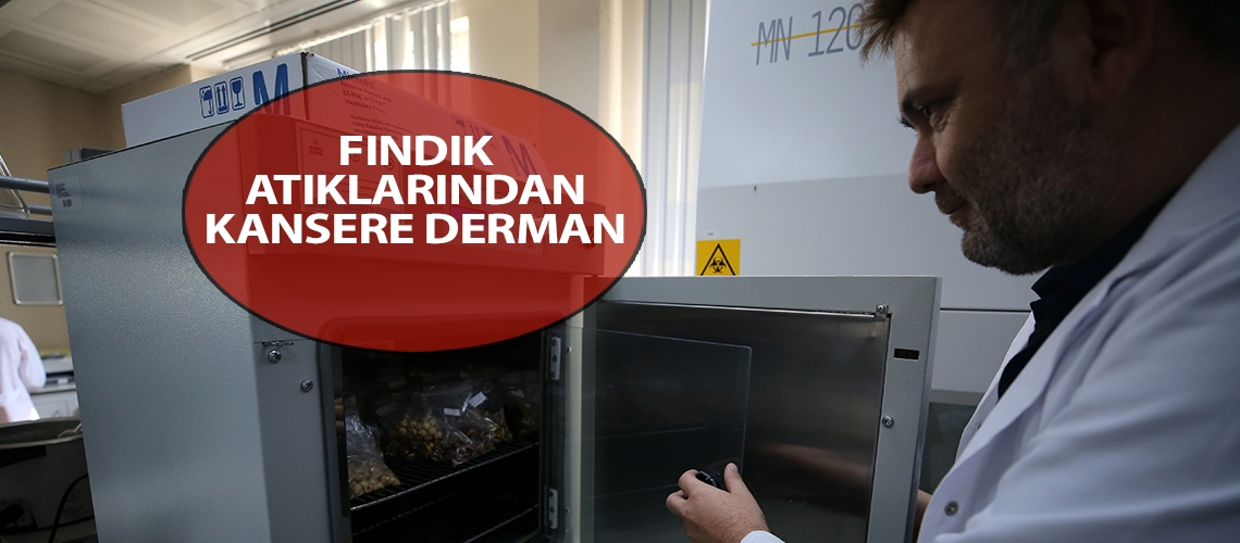 Fındık atıklarından kansere derman