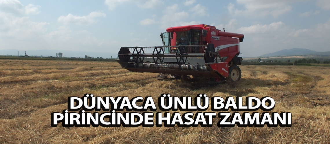 Dünyaca ünlü baldo pirincinde hasat zamanı