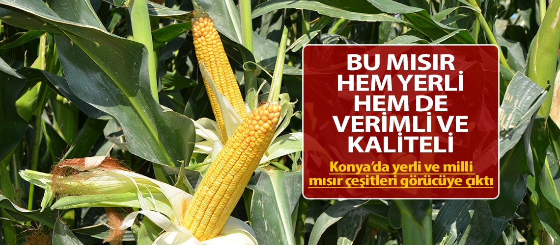 Bu mısır hem yerli hem de verimli ve kaliteli